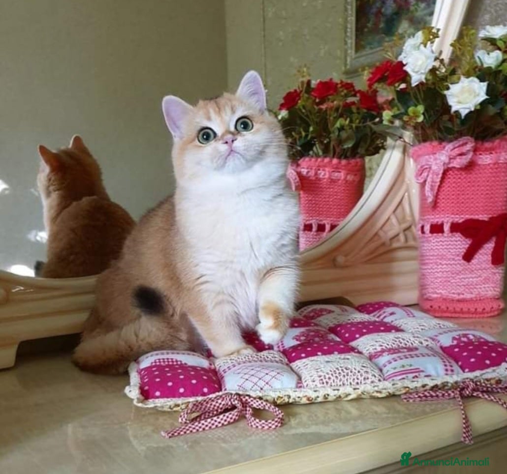 British gatti British shorthair NY12 per monta  - Annuncio 1