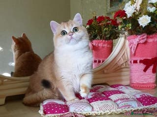 British gatti British shorthair NY12 per monta - Annuncio 1