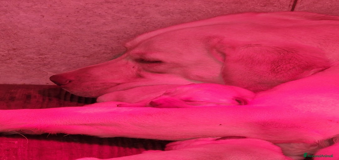 Immagine della galleria {{count}}