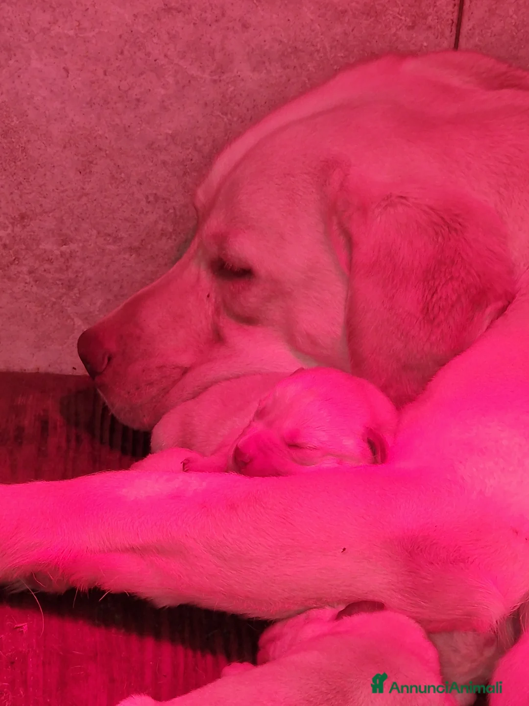 Immagine della galleria {{count}}