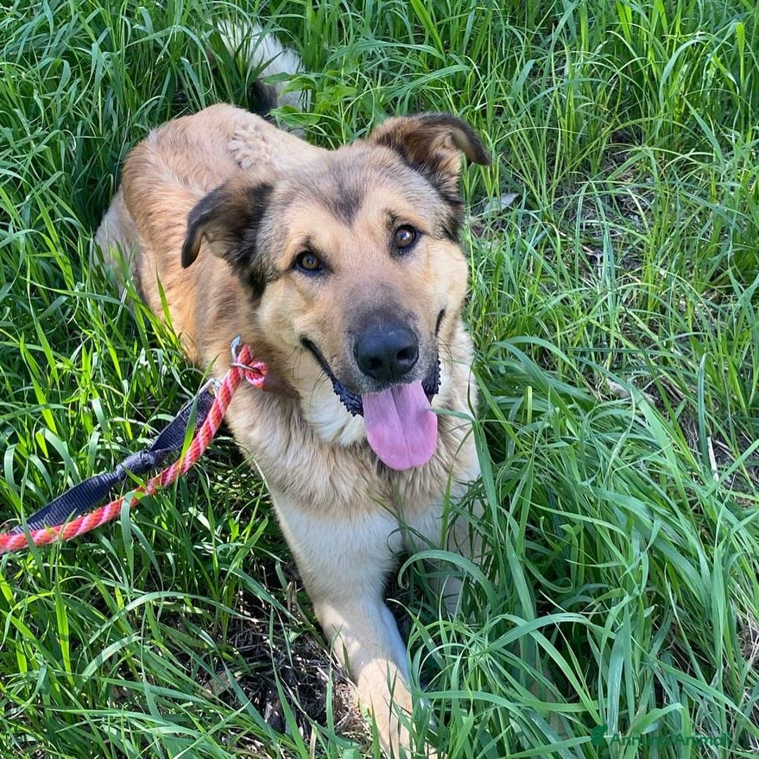 Meticcio cani in regalo: FULMINE dolce cagnolone 2 anni e mezzo cerca casa a Provincia di Latina - Annuncio 1