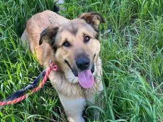 Meticcio cani FULMINE dolce cagnolone 2 anni e mezzo cerca casa a Provincia di Latina - Annuncio 19