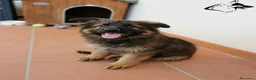 Pastore Tedesco cani in vendita: Pastore tedesco pelo lungo grigio. vera chicca. - Annuncio 3