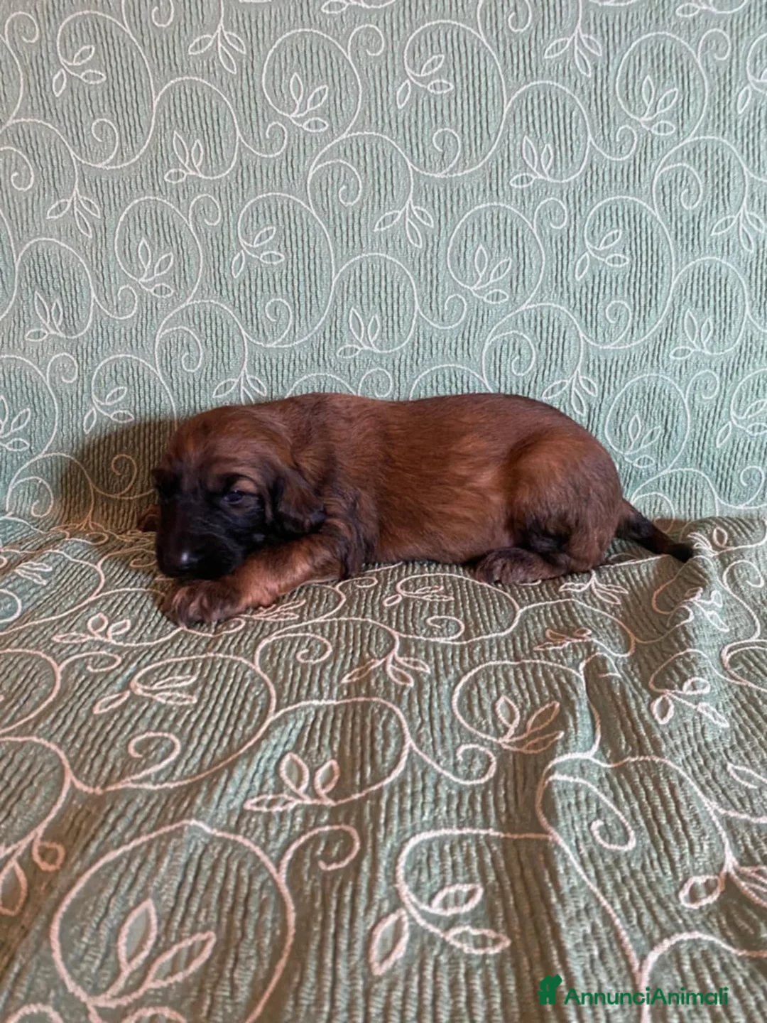 Levriero cani in vendita: LEVRIERO AFGANO BELLISSIMI CUCCIOLI - Annuncio 14