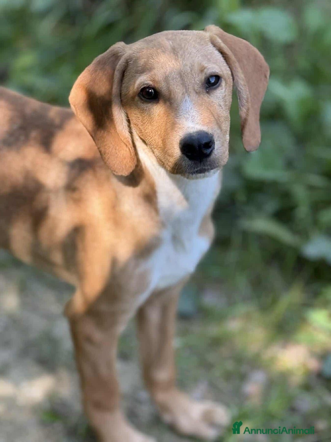 Meticcio cani in regalo: TOM & TINO, buffissimi cuccioli orecchie lunghe! - Annuncio 3