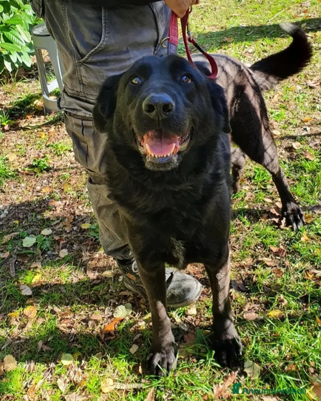 Meticcio cani in regalo: Total black 5anni tg grande NESSUNO LO VORRÀ!!SUD - Annuncio 2