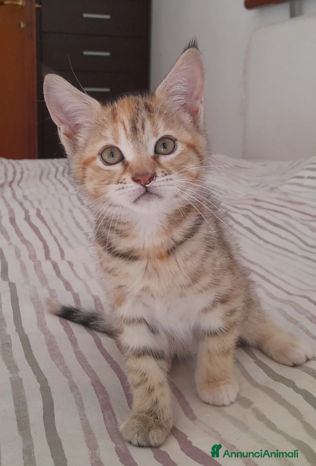 Maine Coon gatti in vendita: Gattine disponibili  - Annuncio 5