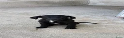 Meticcio cani in regalo: Max 3 mesi - Annuncio 2
