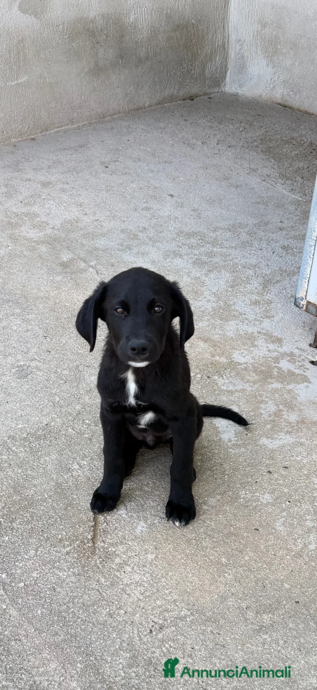 Meticcio cani in regalo: Max 3 mesi - Annuncio 2