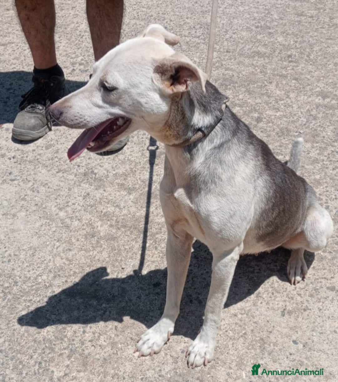 Meticcio cani in regalo: UNA MAMMA PER ARIA  - Annuncio 2