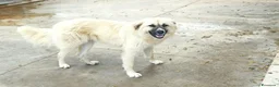 Meticcio cani in regalo: Burka adorabile pastorina - Annuncio 4
