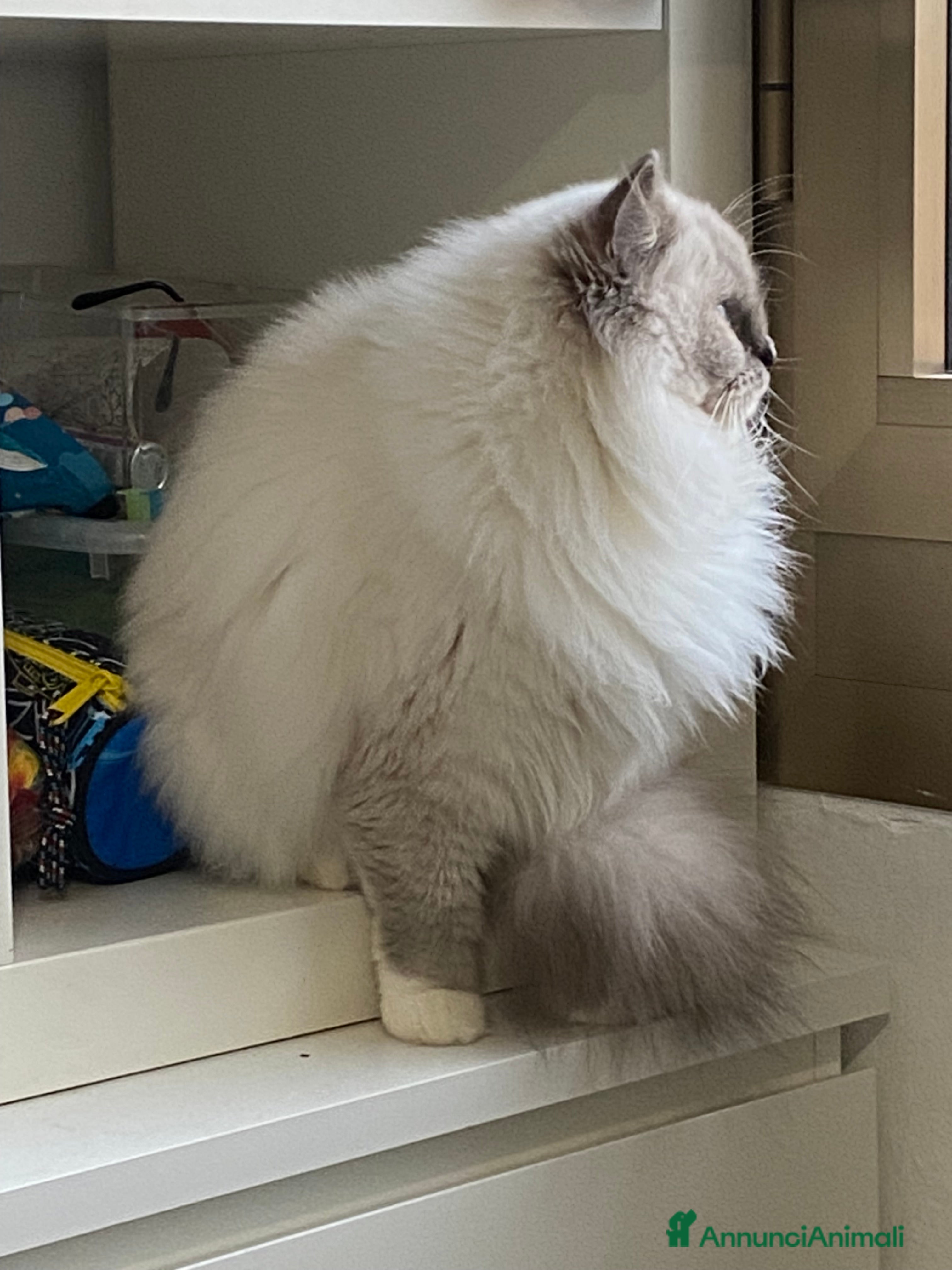 Meticcio gatti PRENOTAZIONE CUCCIOLATA - Annuncio 2