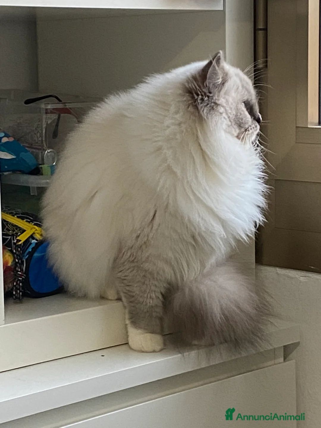 Meticcio gatti in vendita: PRENOTAZIONE CUCCIOLATA - Annuncio 2