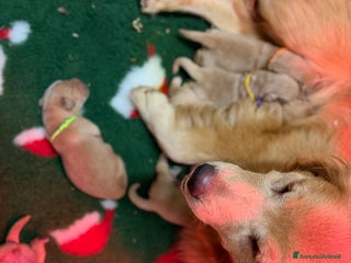 Golden Retriever cani Golden retriever americano - Annuncio 30