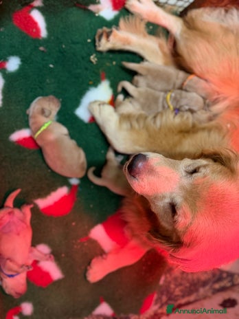 Golden Retriever cani Golden retriever americano - Annuncio 1