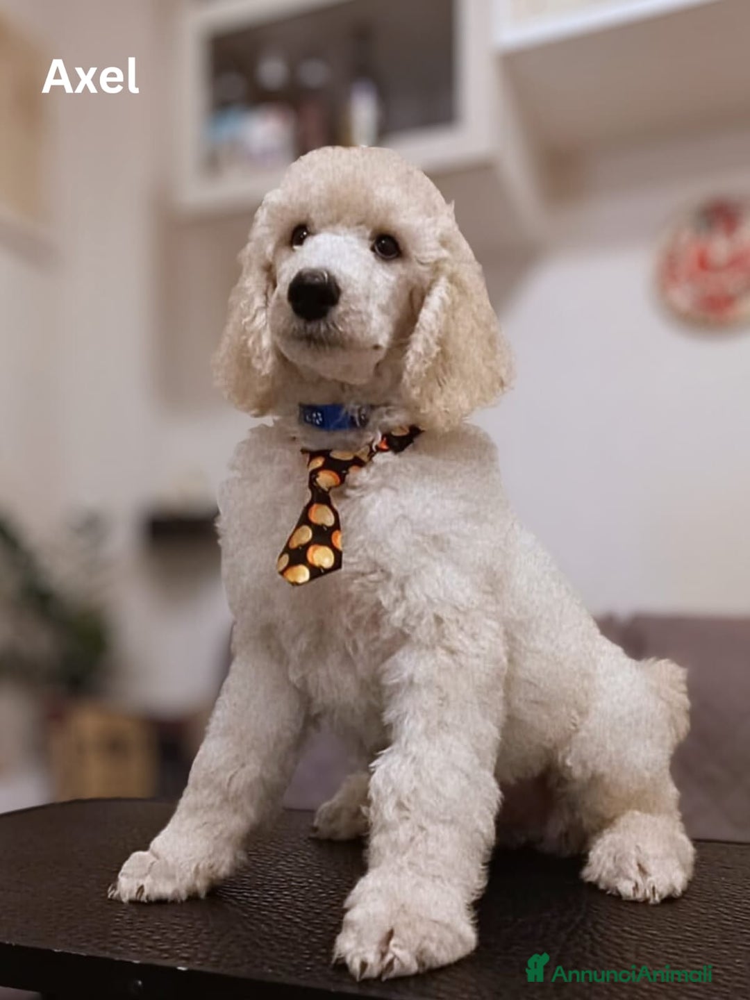 Barbone cani in vendita: Cuccioli di Barboncino con Pedigree ENCI 🐩 a Città metropolitana di Roma Capitale - Annuncio 7