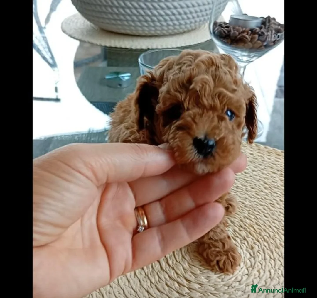 Barboncino Toy cani in vendita: Barboncini tipo Toy red - Annuncio 2