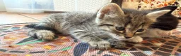 Meticcio gatti in regalo: Gattini - Annuncio 4