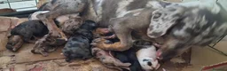 Bassotto cani in vendita: Cuccioli di bassotto di varie colorazione  - Annuncio 1
