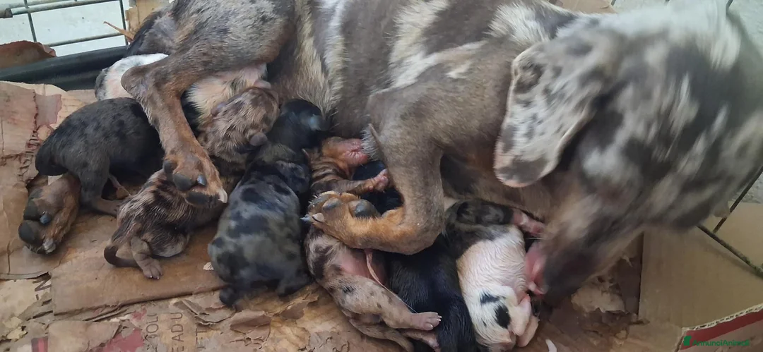 Bassotto cani in vendita: Cuccioli di bassotto di varie colorazione  - Annuncio 1