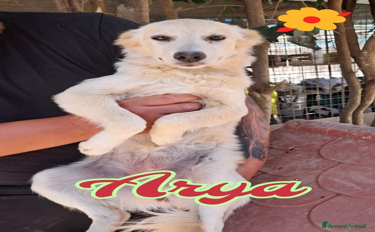 Meticcio cani a Città Metropolitana di Venezia - Annuncio 2