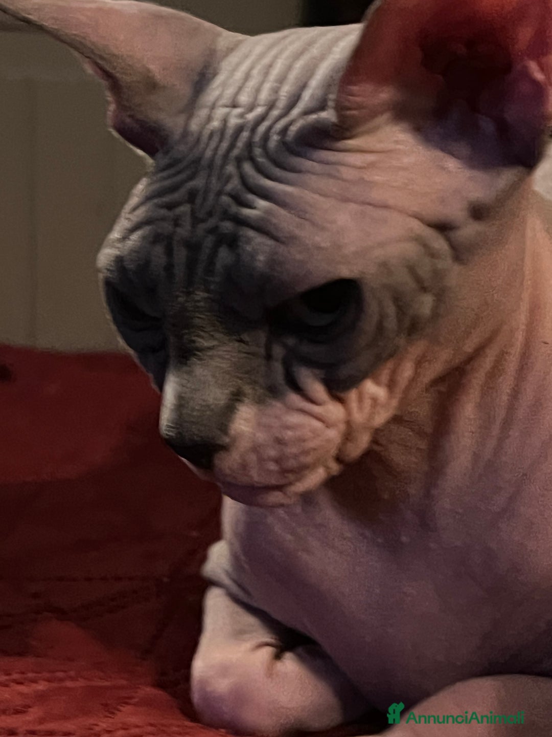 Sphynx gatti in vendita: Sphynx  a Città metropolitana di Roma Capitale - Annuncio 6