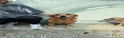 Meticcio cani in regalo: Roxana e Basilio: adozione di coppia nonnini - Annuncio 9