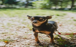 Pinscher Miniatura cani in regalo: STARLET, MINI PINSCHER dolcissima a Città Metropolitana di Firenze - Immagine 9