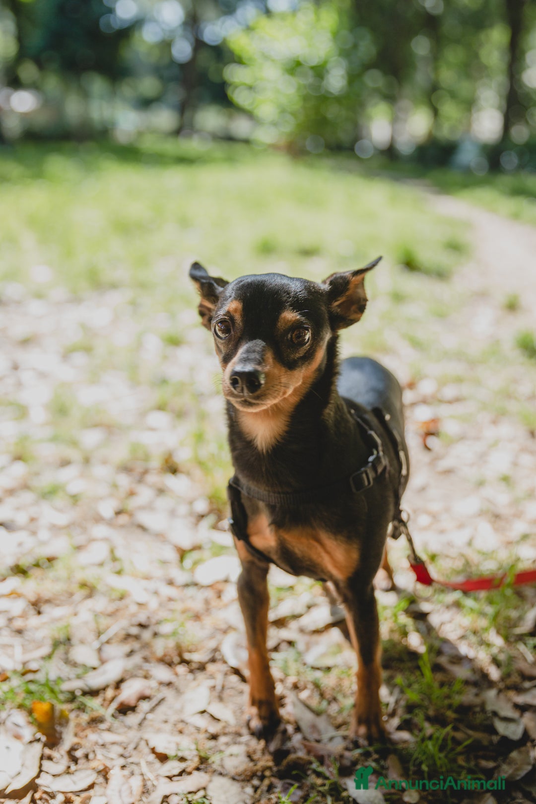 Pinscher Miniatura cani in regalo: STARLET, MINI PINSCHER dolcissima a Città Metropolitana di Firenze - Immagine 9