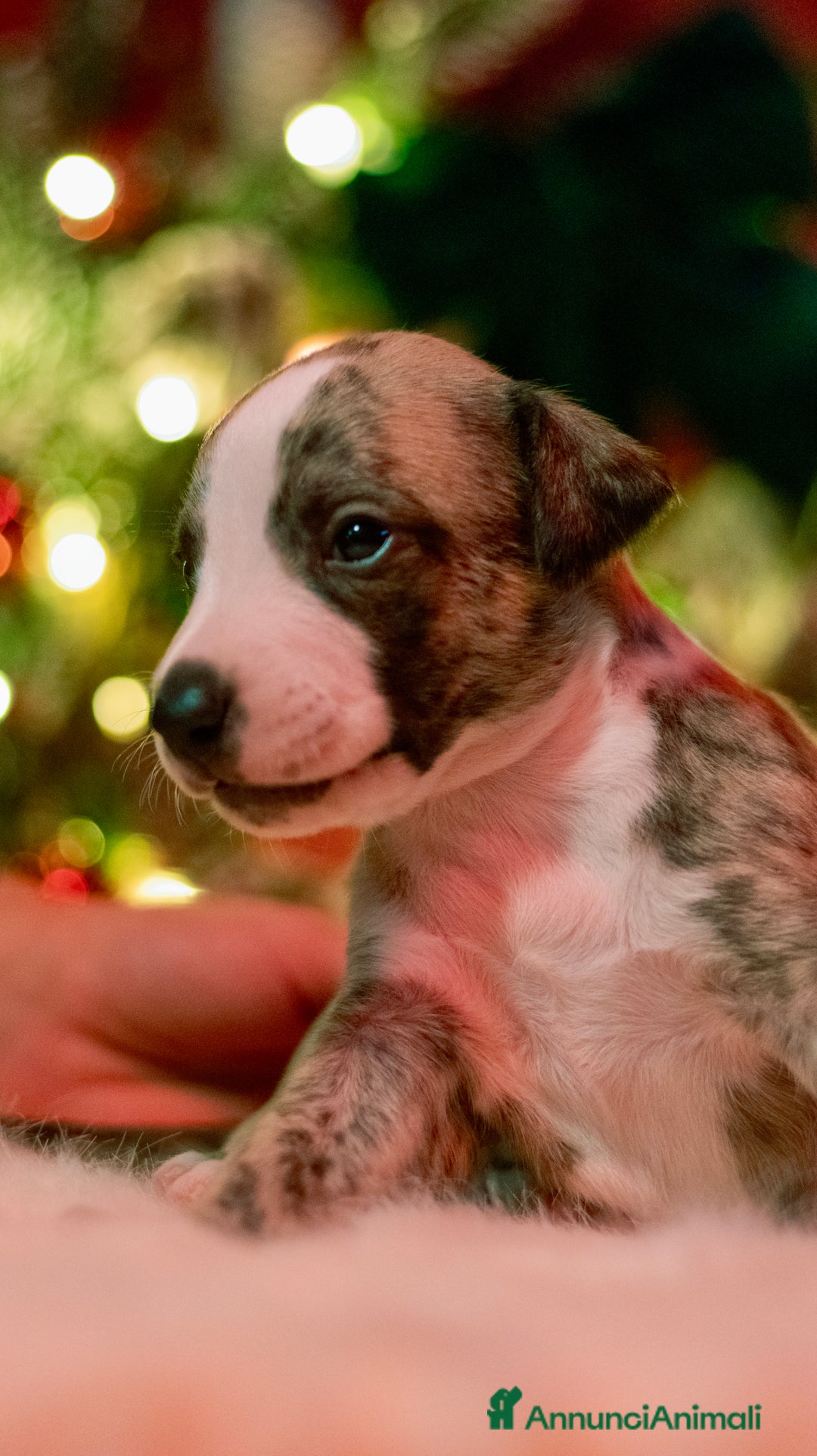 Whippet cani in vendita: Cuccioli whippet - Annuncio 3