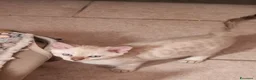 Bengala gatti in vendita: Cuccioli gatto del bengala pedegree TICA - Annuncio 4