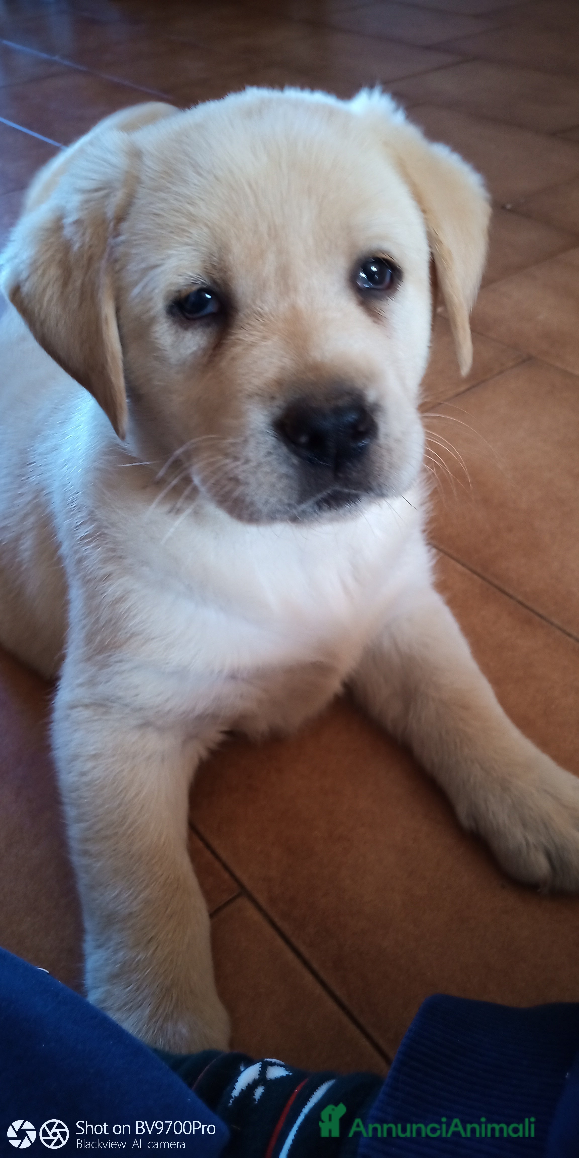 Labrador cani Labrador retriever  - Annuncio 11