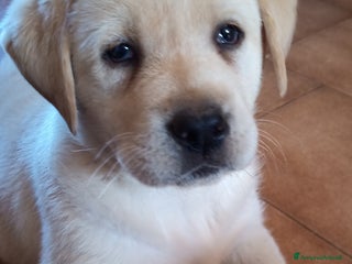 Labrador cani Labrador retriever - Annuncio 25