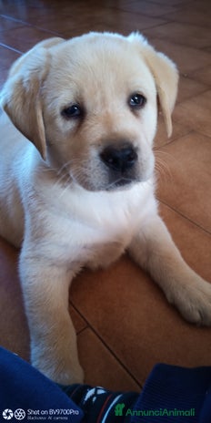 Labrador cani - Annuncio 6