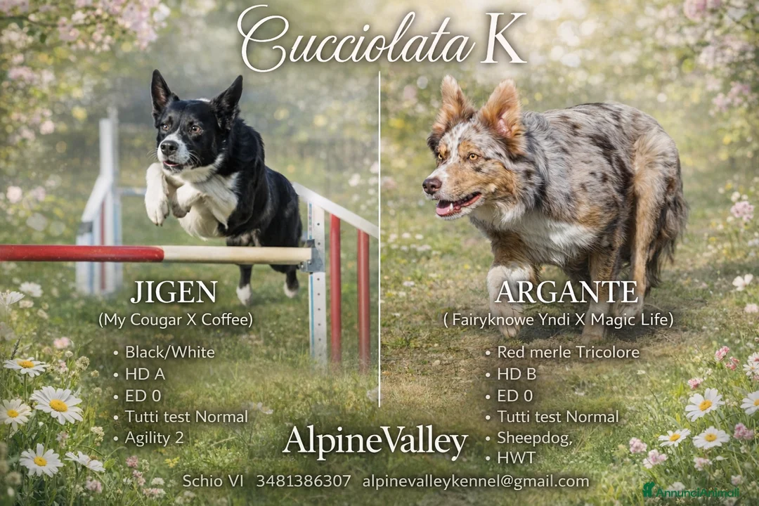 Border Collie cani in vendita: Cuccioli Border Collie  - Annuncio 2