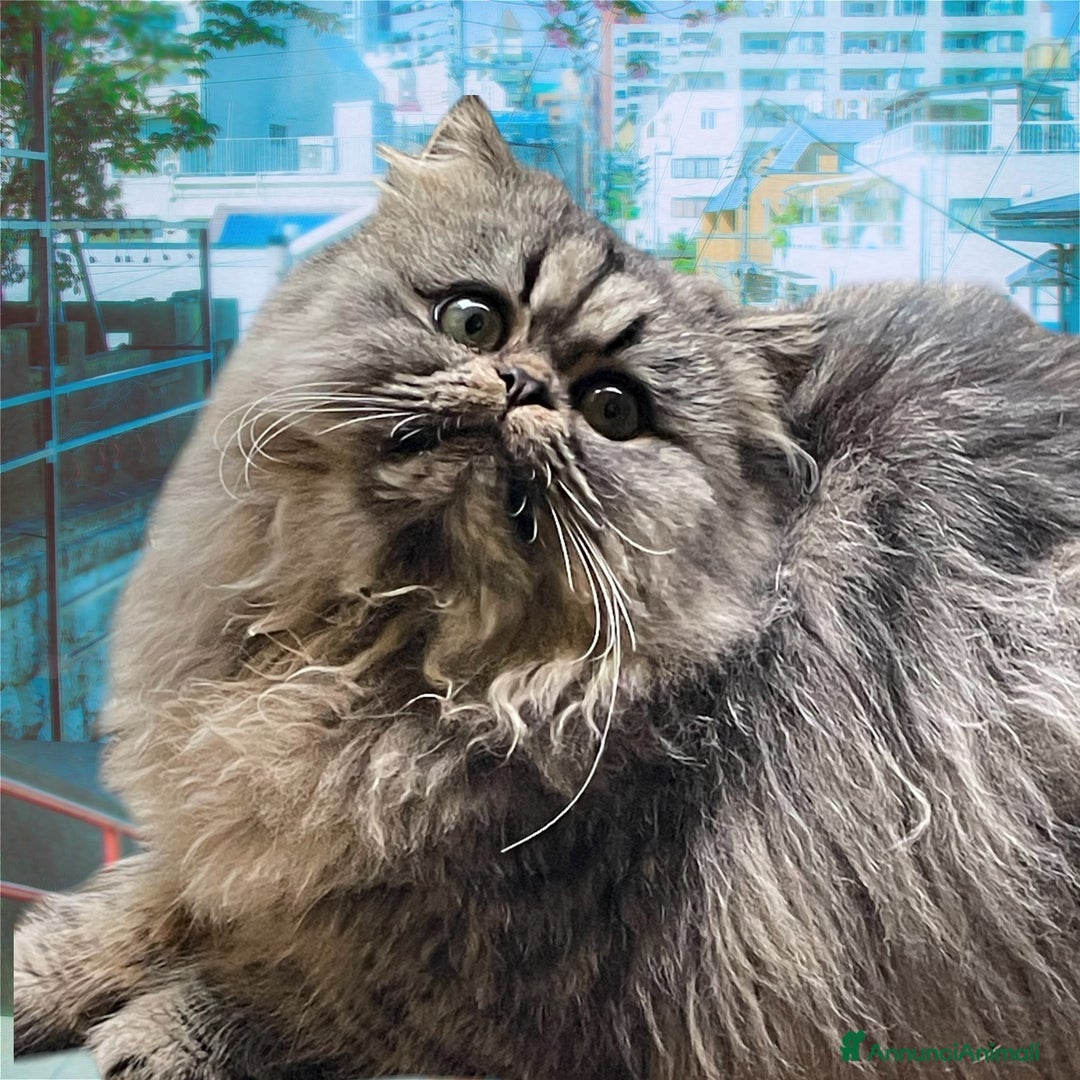 Persiano gatti in vendita: gatto persiano tabby con pedigree - Annuncio 1