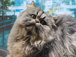 Persiano gatti gatto persiano tabby con pedigree - Annuncio 1