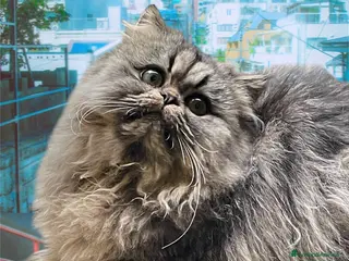 Persiano gatti gatto persiano tabby con pedigree - Annuncio 24