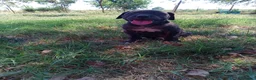 Cane Corso cani in vendita: Cuccioli di Cane Corso - Annuncio 13