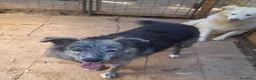 Meticcio cani in regalo: 10 mesi, 18 chili, morbido dolce GREY  - Annuncio 7