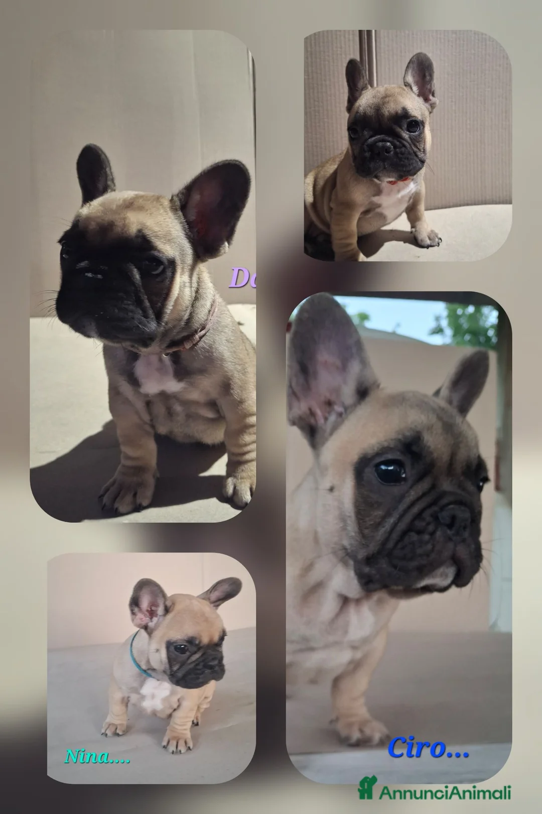 Bulldog Francese cani in vendita: Cuccioli di Bulldog francese a Provincia di Salerno - Annuncio 1