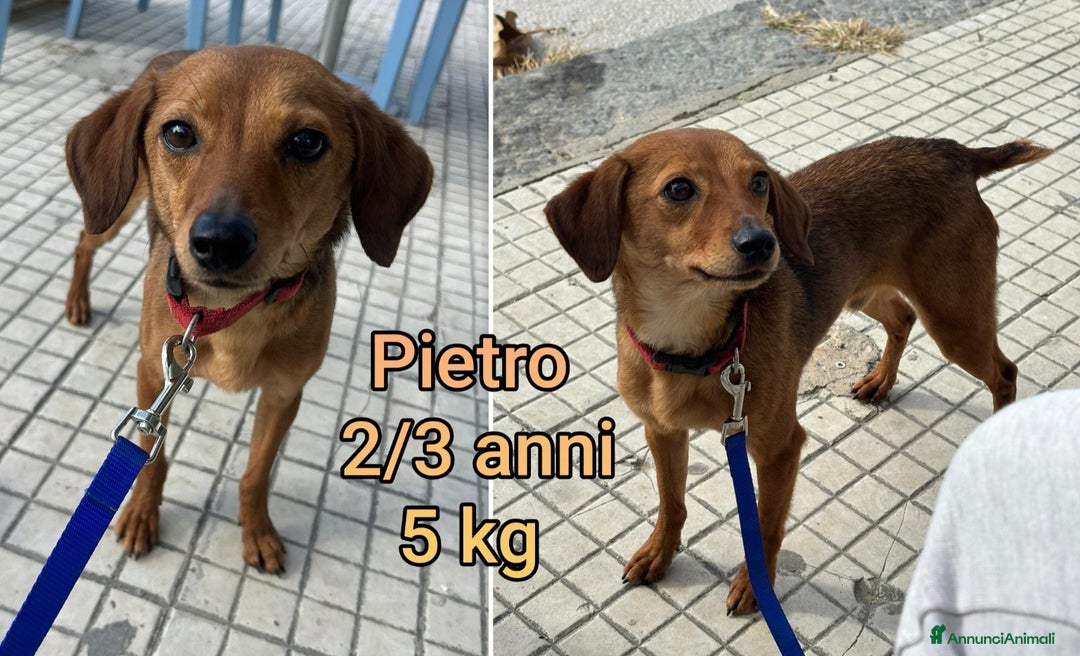 Meticcio cani in regalo: CANI TAGLIA PICCOLA E CONTENUTA  - Annuncio 1