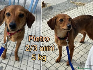 Meticcio cani CANI TAGLIA PICCOLA E CONTENUTA - Annuncio 11