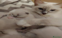 Ragdoll gatti in vendita: Gattino Ragdoll - Immagine 6