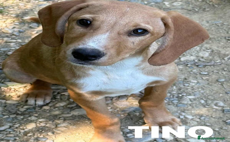 Meticcio cani TOM & TINO, buffissimi cuccioli orecchie lunghe! - Annuncio 10