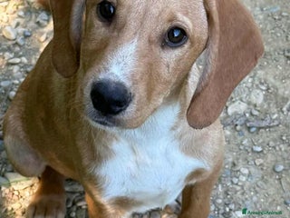 Meticcio cani TOM & TINO, buffissimi cuccioli orecchie lunghe! - Annuncio 30