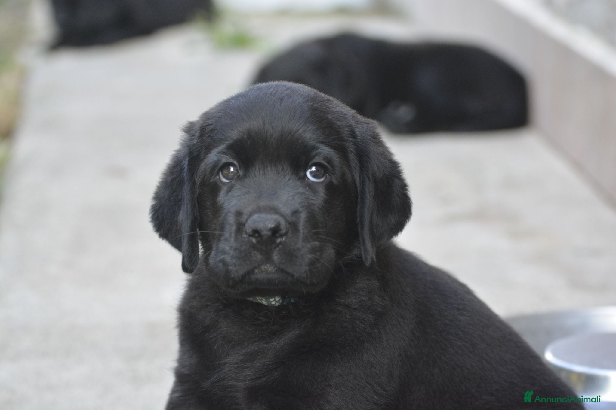 Labrador cani Labrador Retriever neri linee inglesi  - Annuncio 2