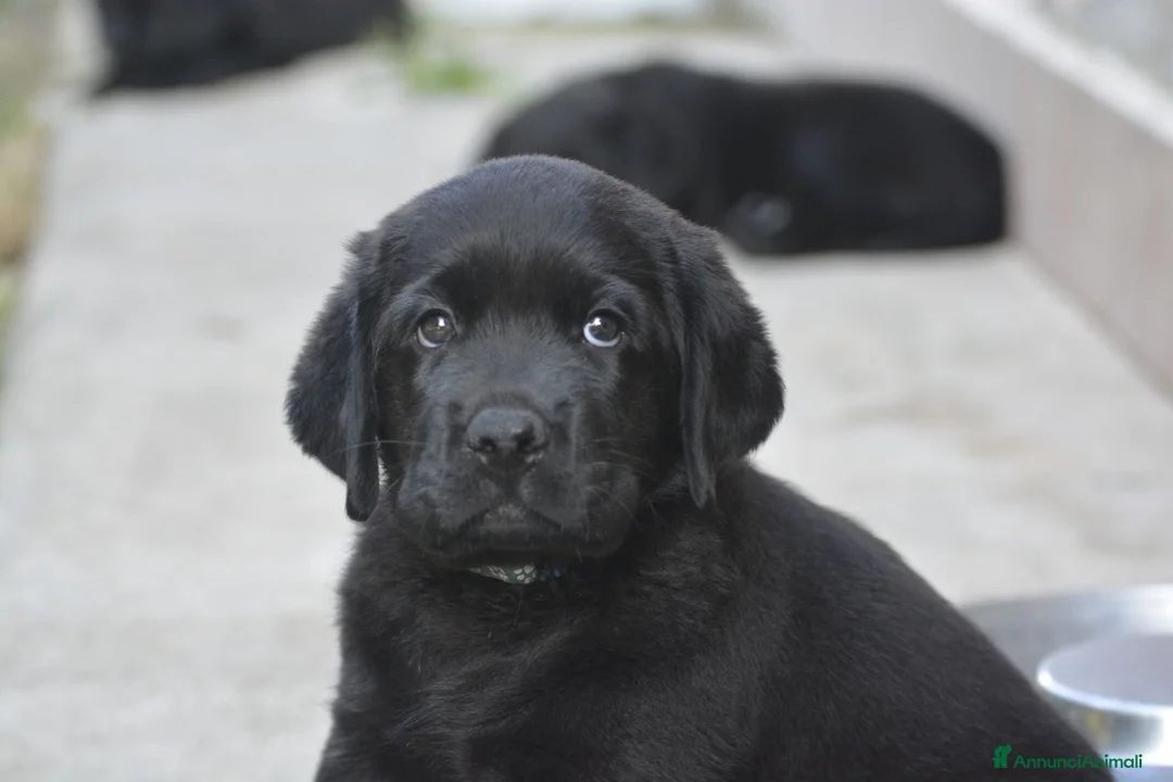 Labrador cani in vendita: Labrador Retriever neri linee inglesi  - Annuncio 2