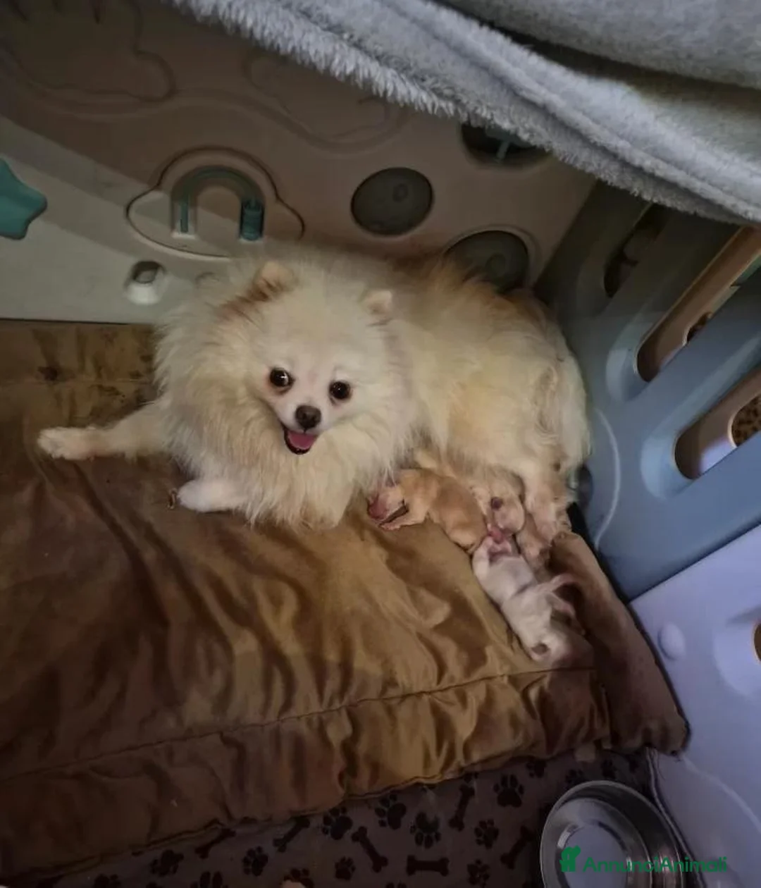 Volpino Pomerania cani in vendita: Cuccioli di Pomerania - Annuncio 15