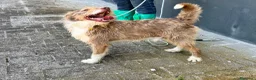 Meticcio cani in regalo: Spank 17 kg 5 anni belli e socievole - Annuncio 4